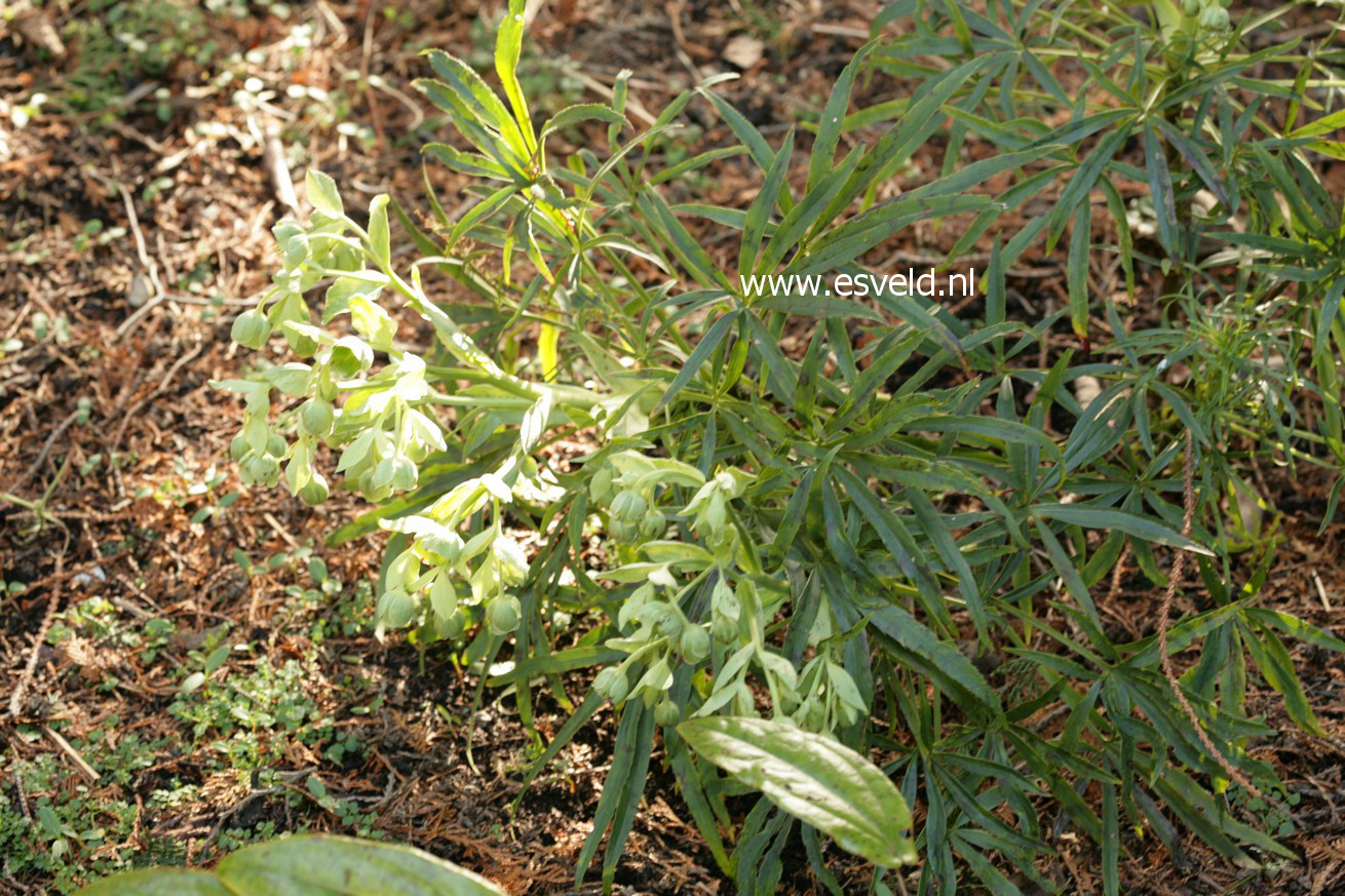 Helleborus foetidus