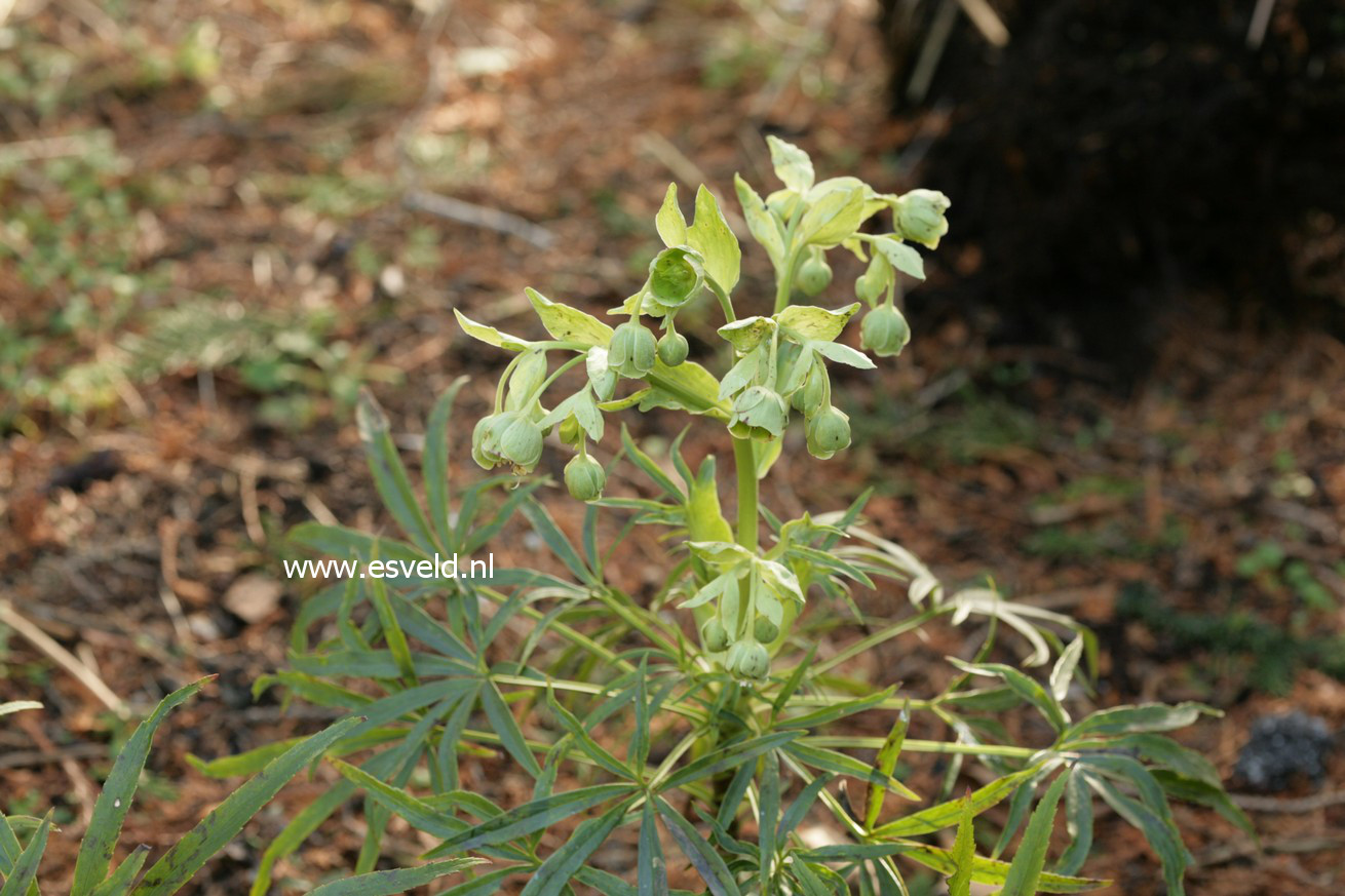 Helleborus foetidus