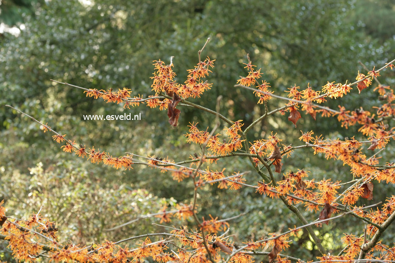 Hamamelis intermedia 'Aphrodite'