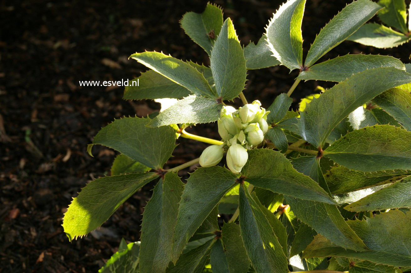 Helleborus argutifolius