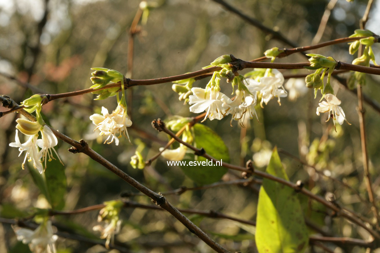 Lonicera fragrantissima