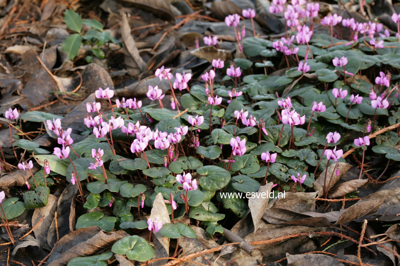 Cyclamen coum