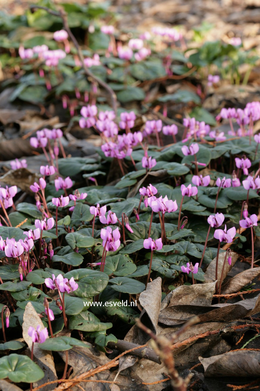 Cyclamen coum