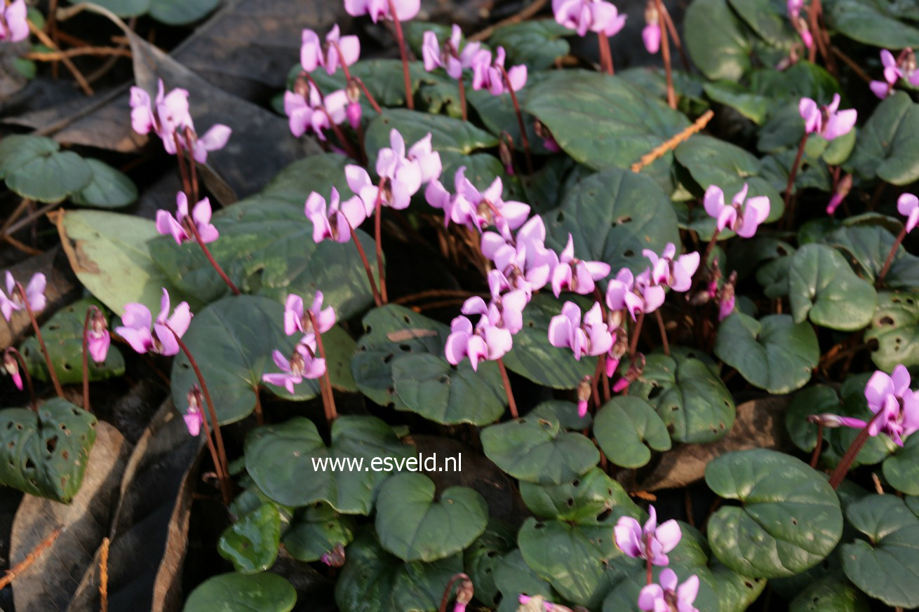 Cyclamen coum