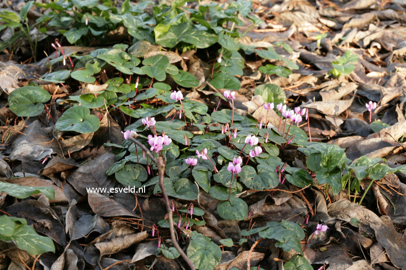 Cyclamen coum