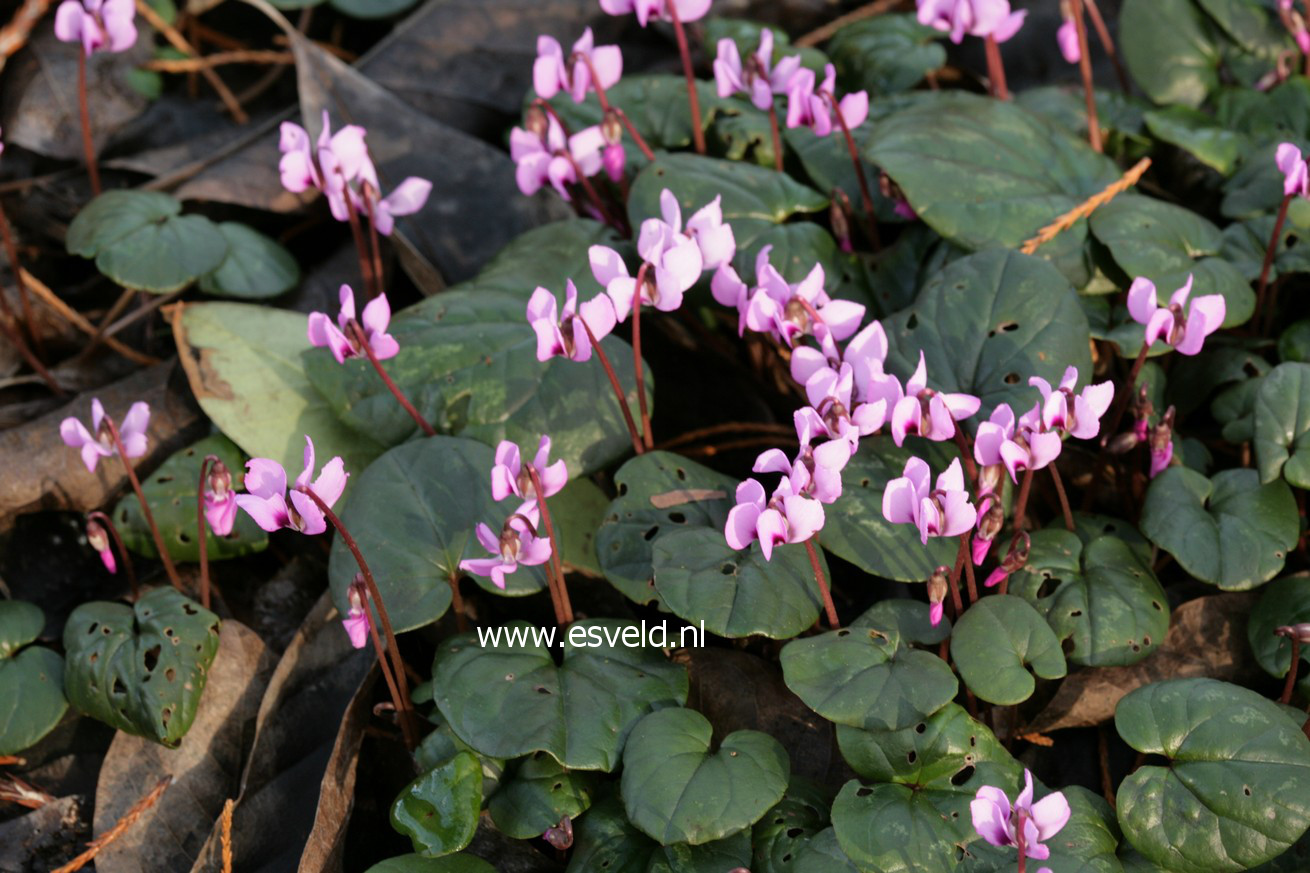 Cyclamen coum