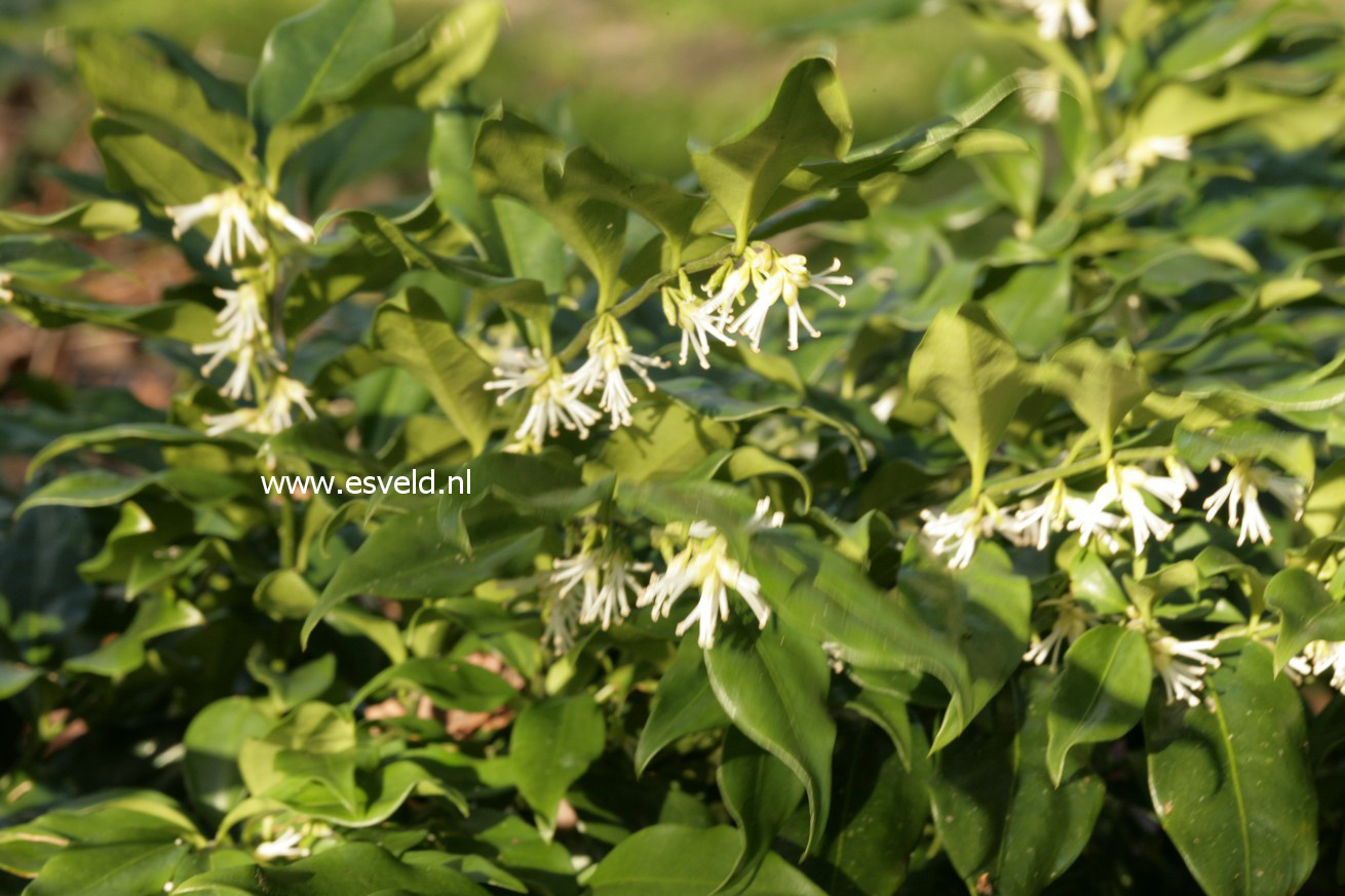 Sarcococca confusa