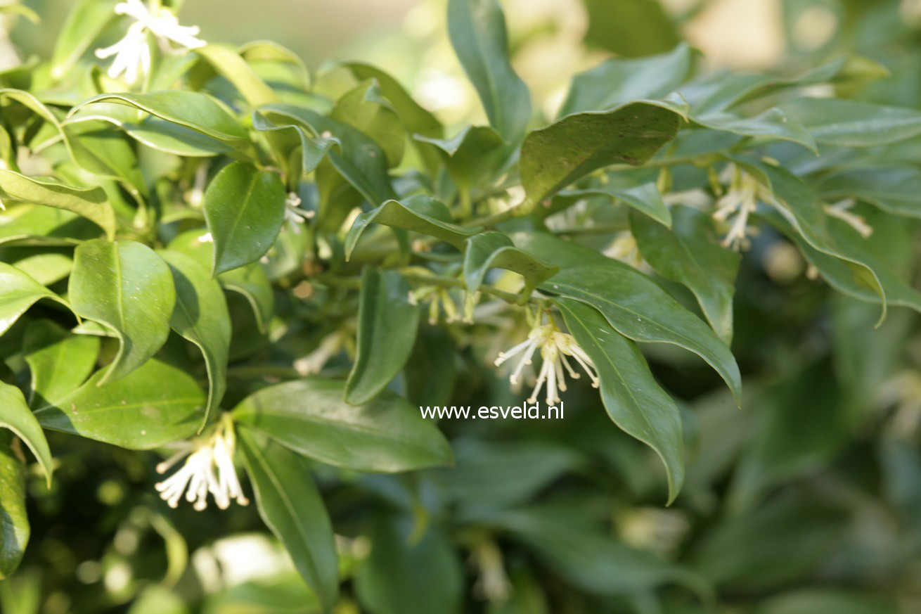 Sarcococca confusa