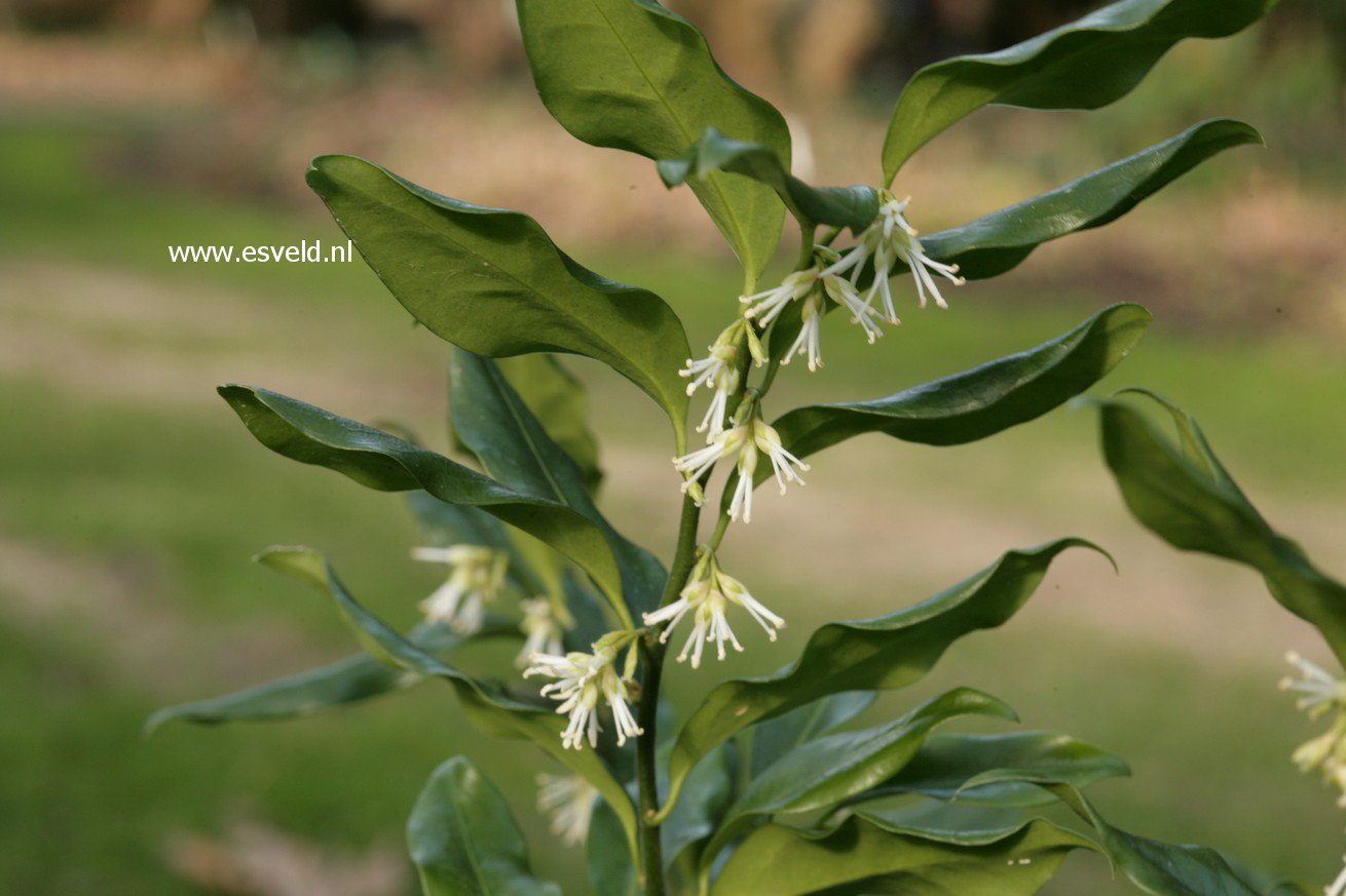 Sarcococca confusa