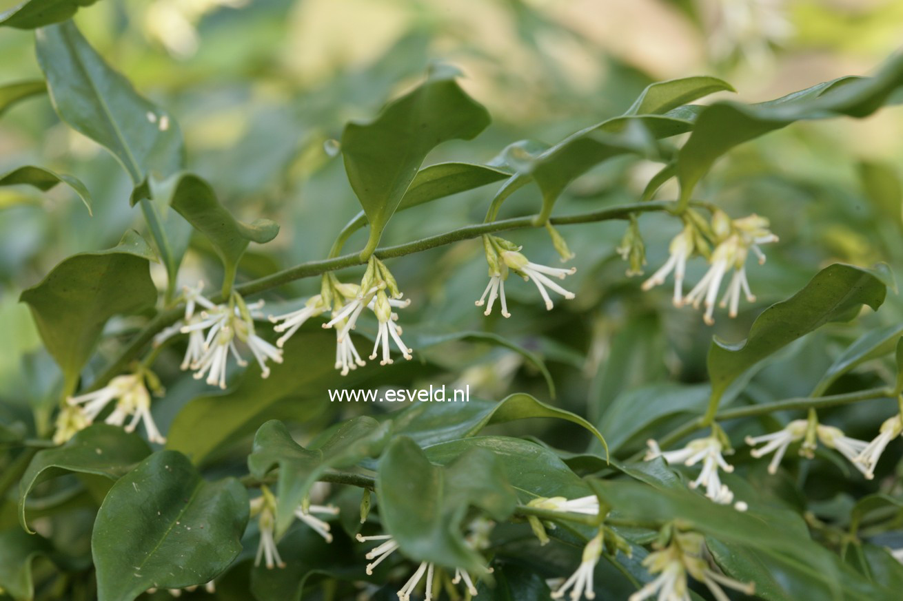 Sarcococca confusa