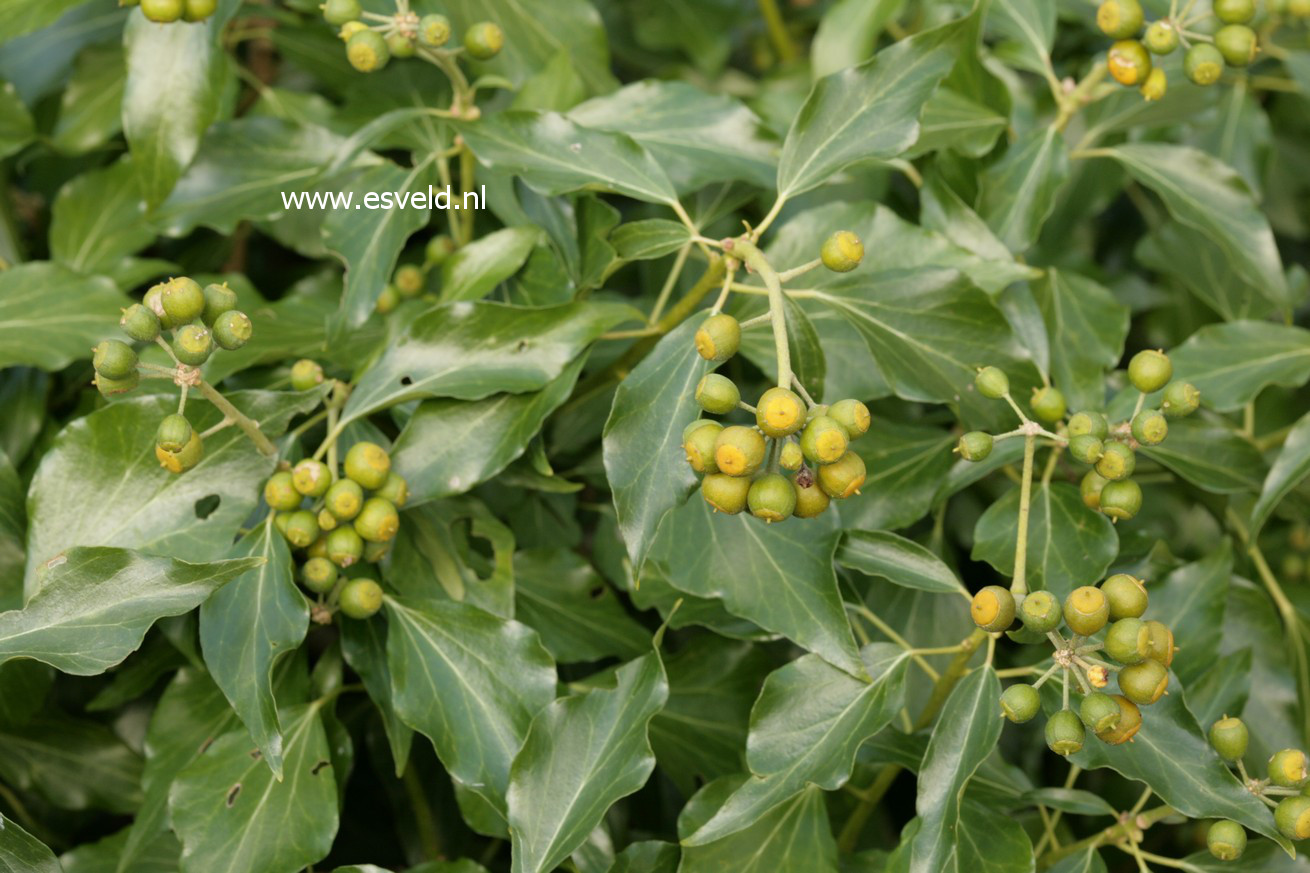 Hedera poetarum