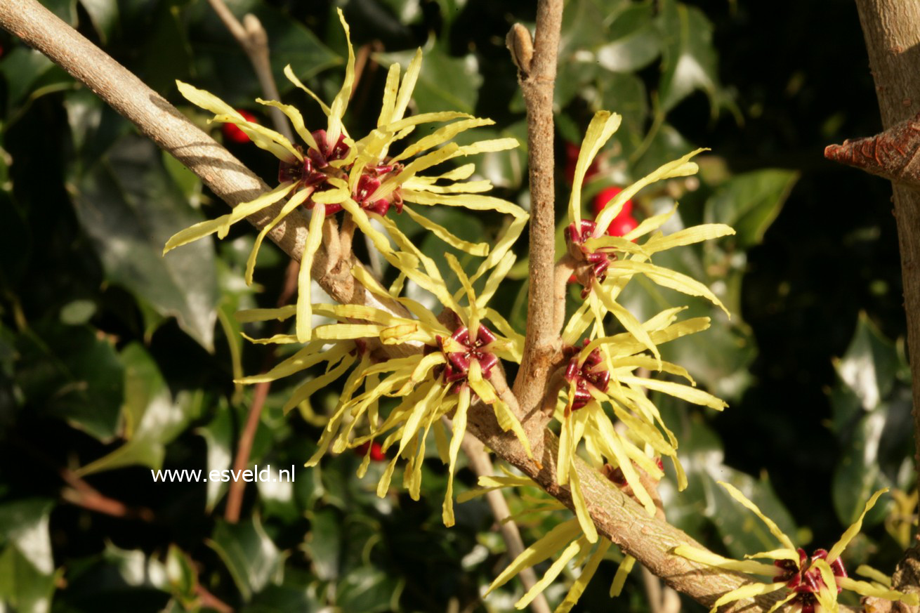 Hamamelis intermedia 'Sunburst'