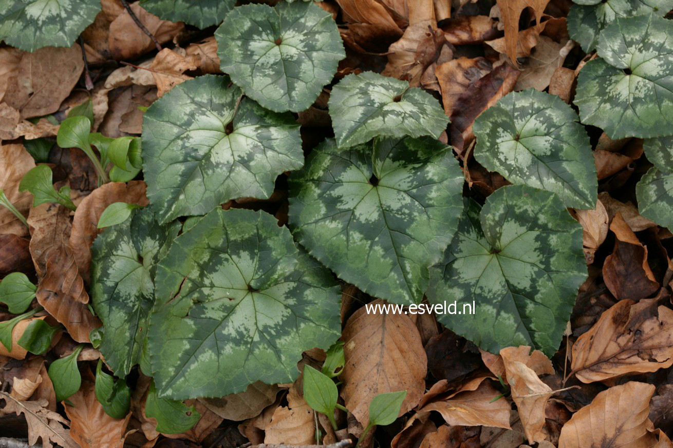 Cyclamen hederifolium