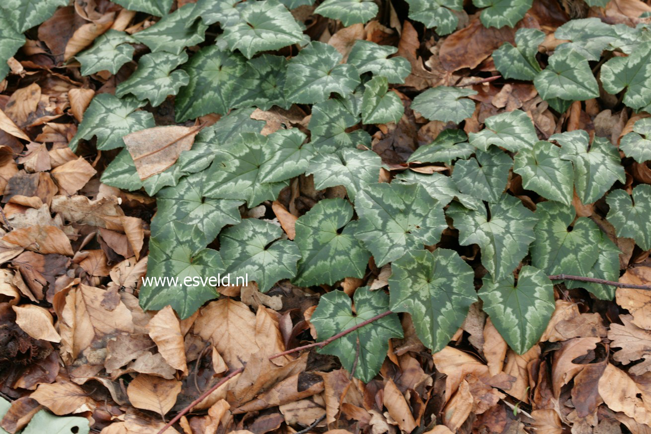 Cyclamen hederifolium