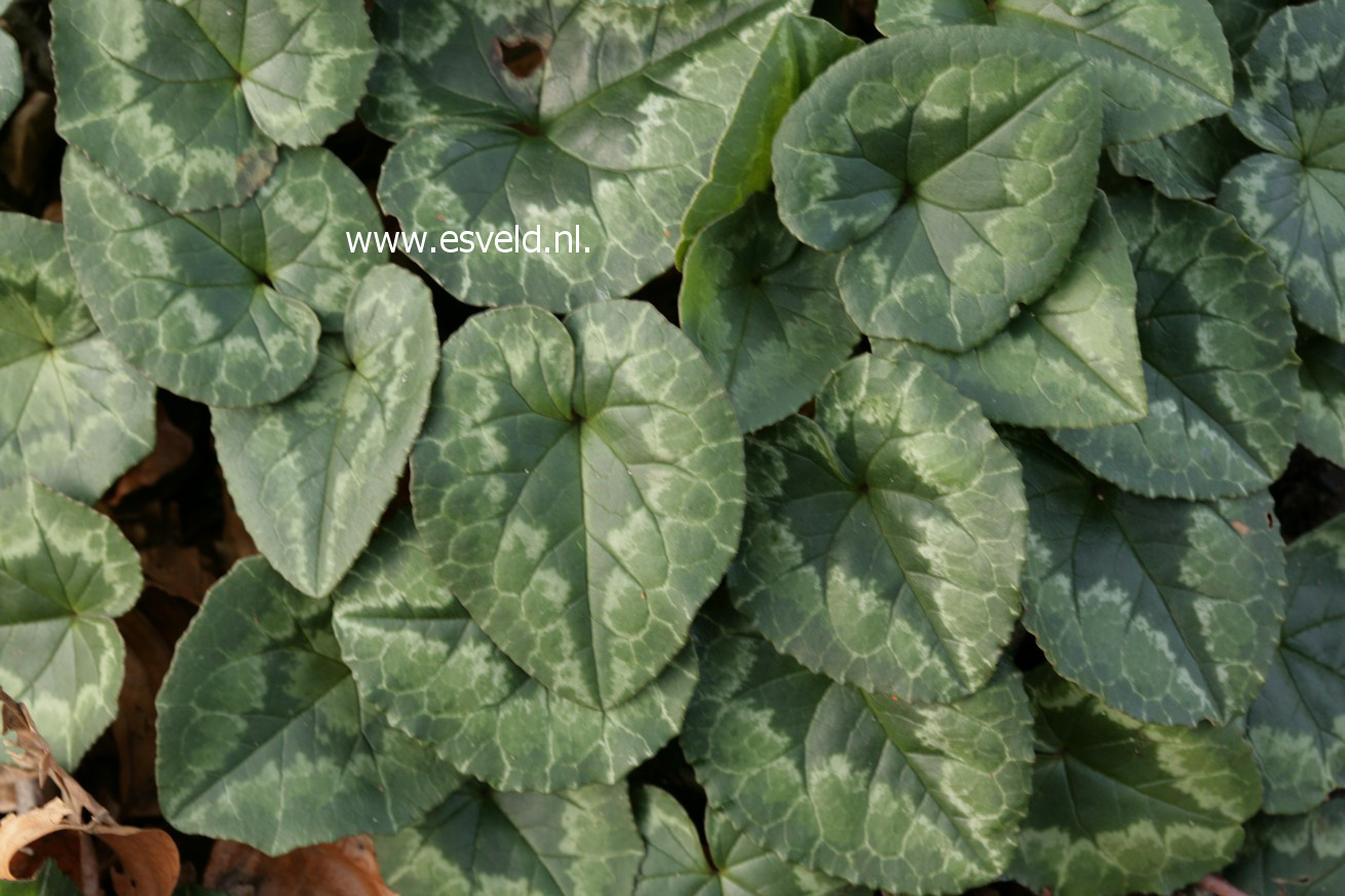 Cyclamen hederifolium