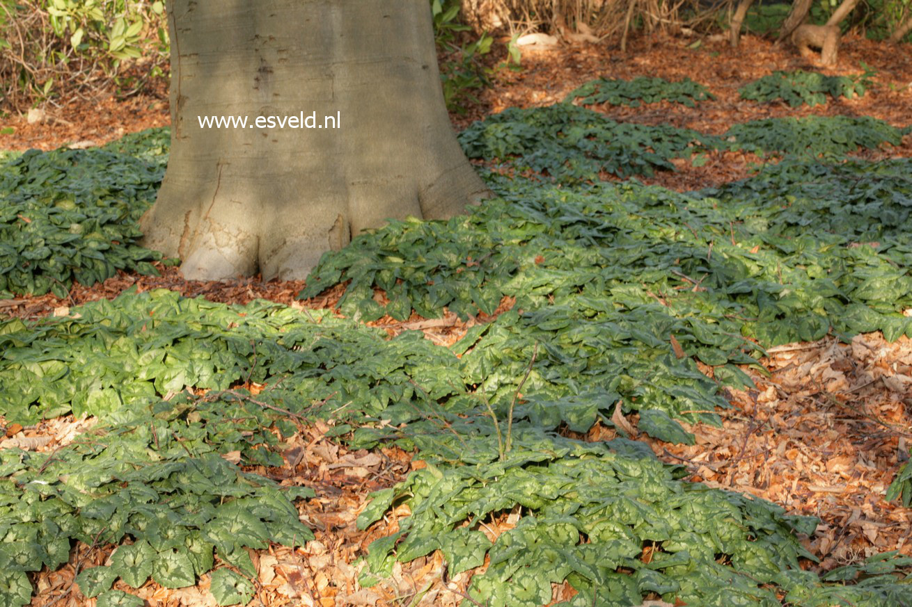 Cyclamen hederifolium