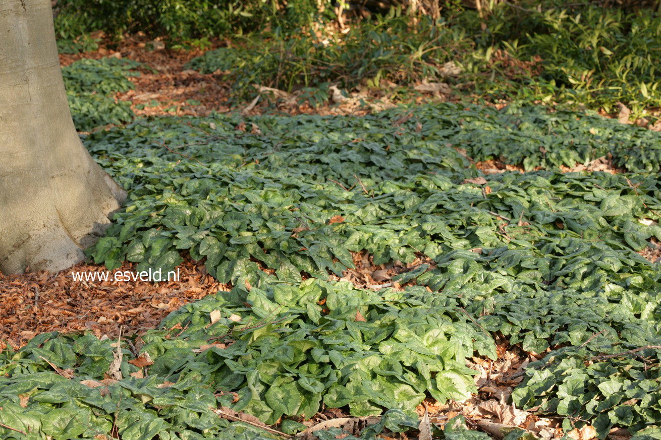 Cyclamen hederifolium