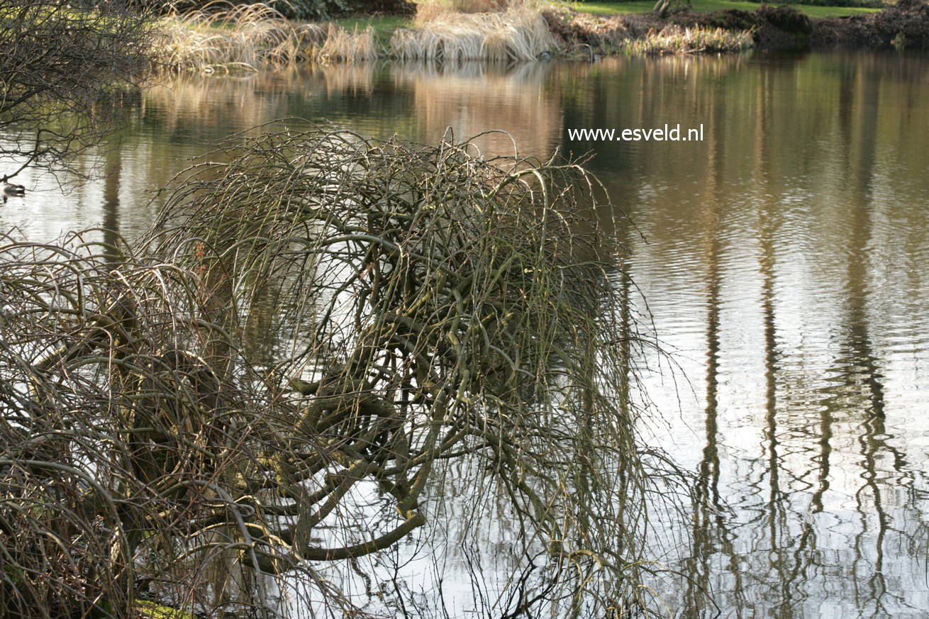 Salix caprea 'Kilmarnock'