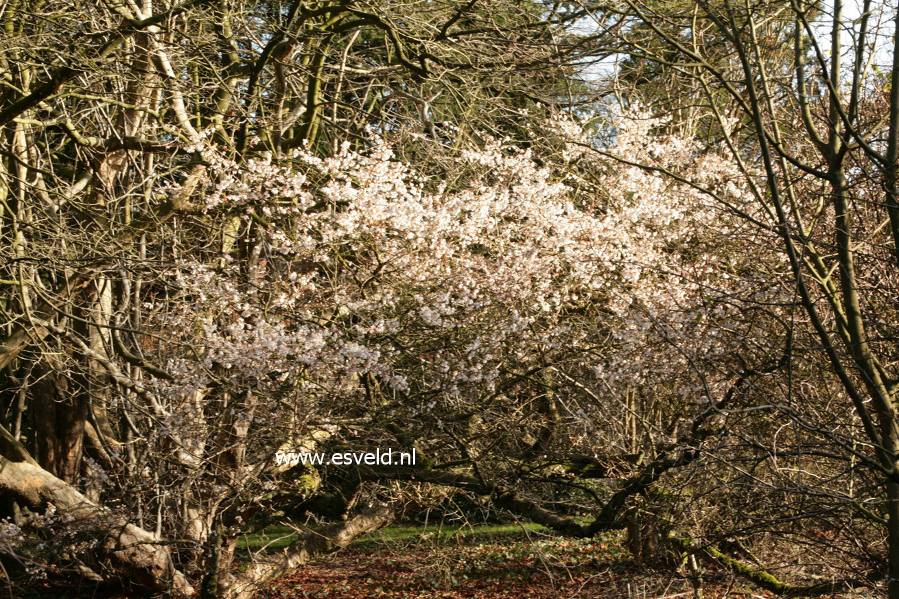 Prunus subhirtella 'Autumnalis'