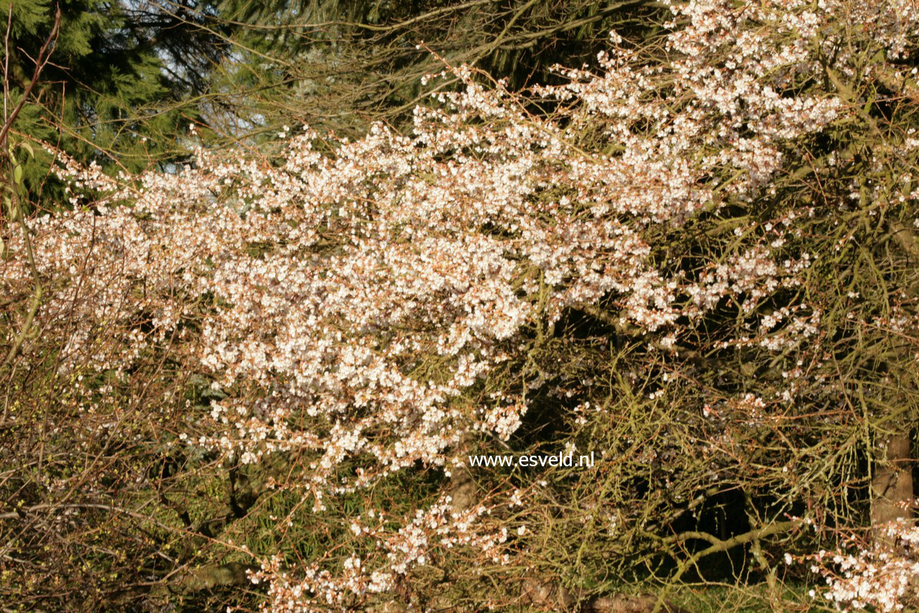 Prunus subhirtella 'Autumnalis'