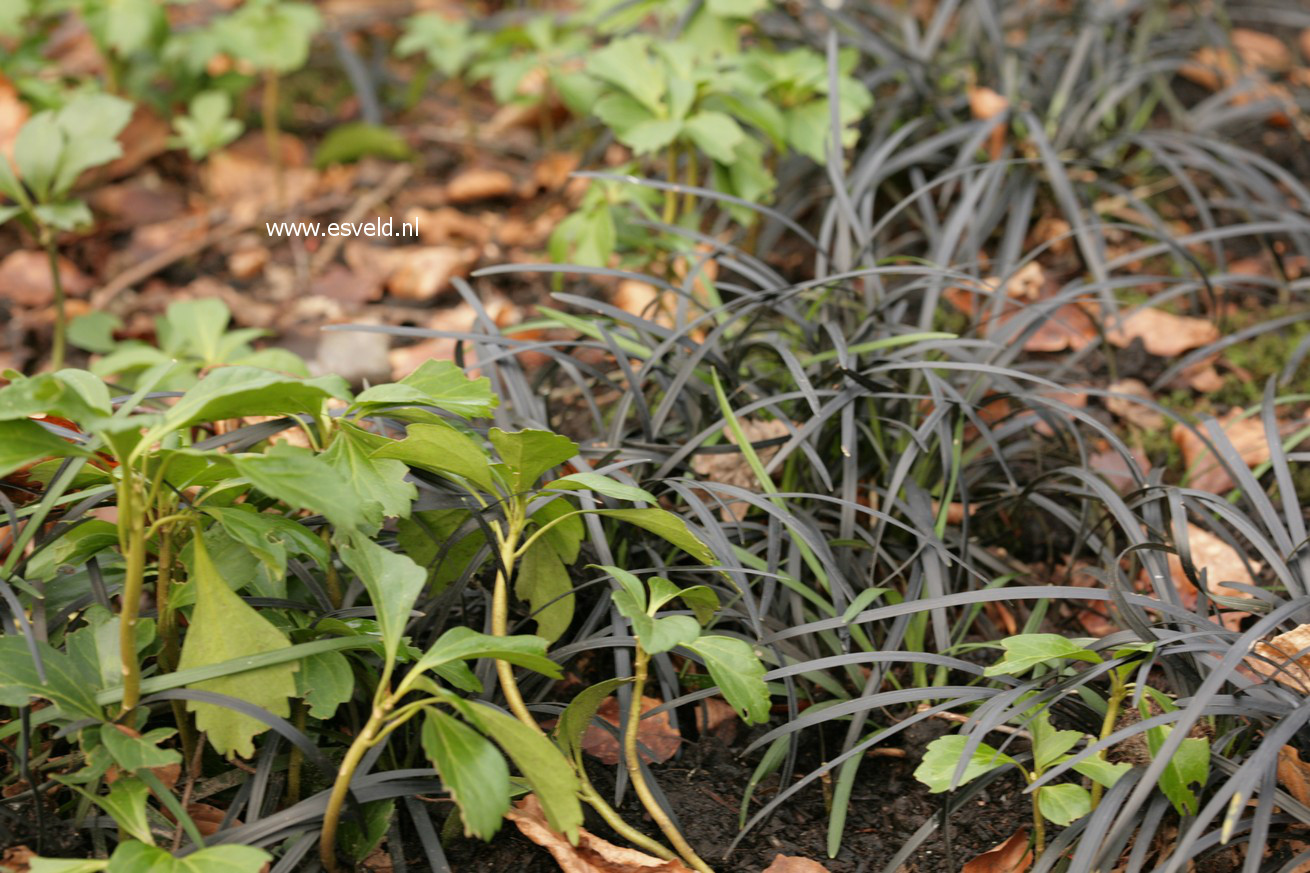 Ophiopogon planiscapus 'Niger'