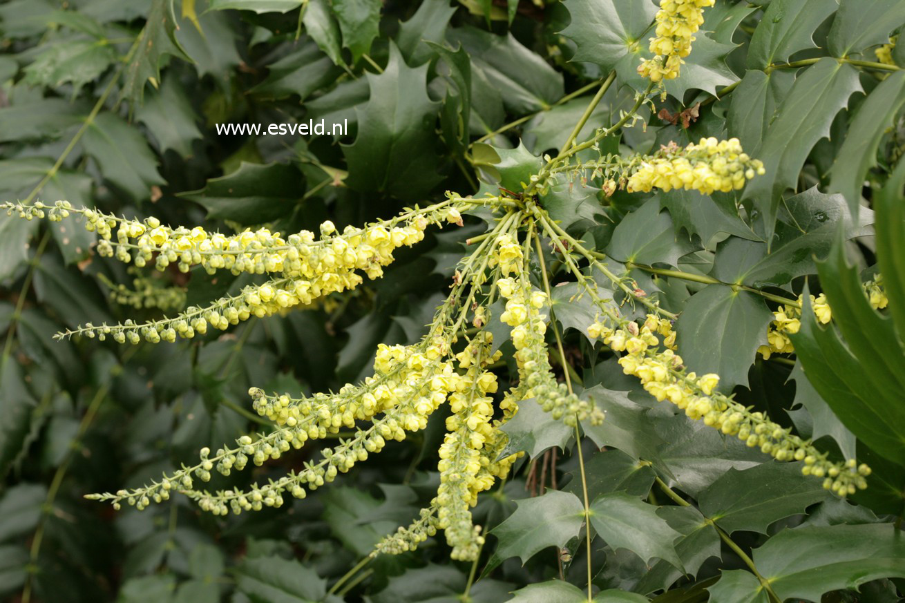 Mahonia japonica 'Hivernant'