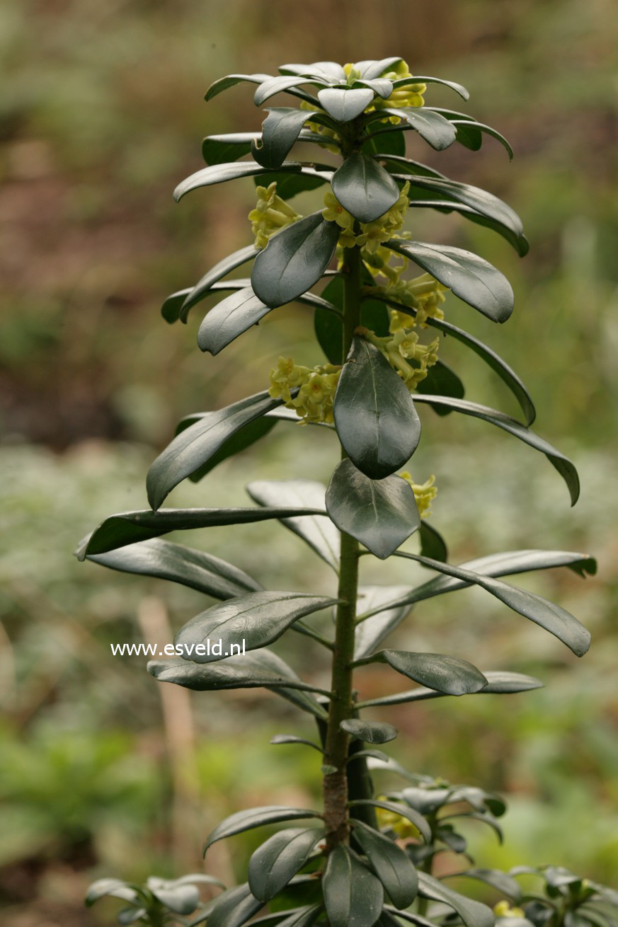 Daphne laureola