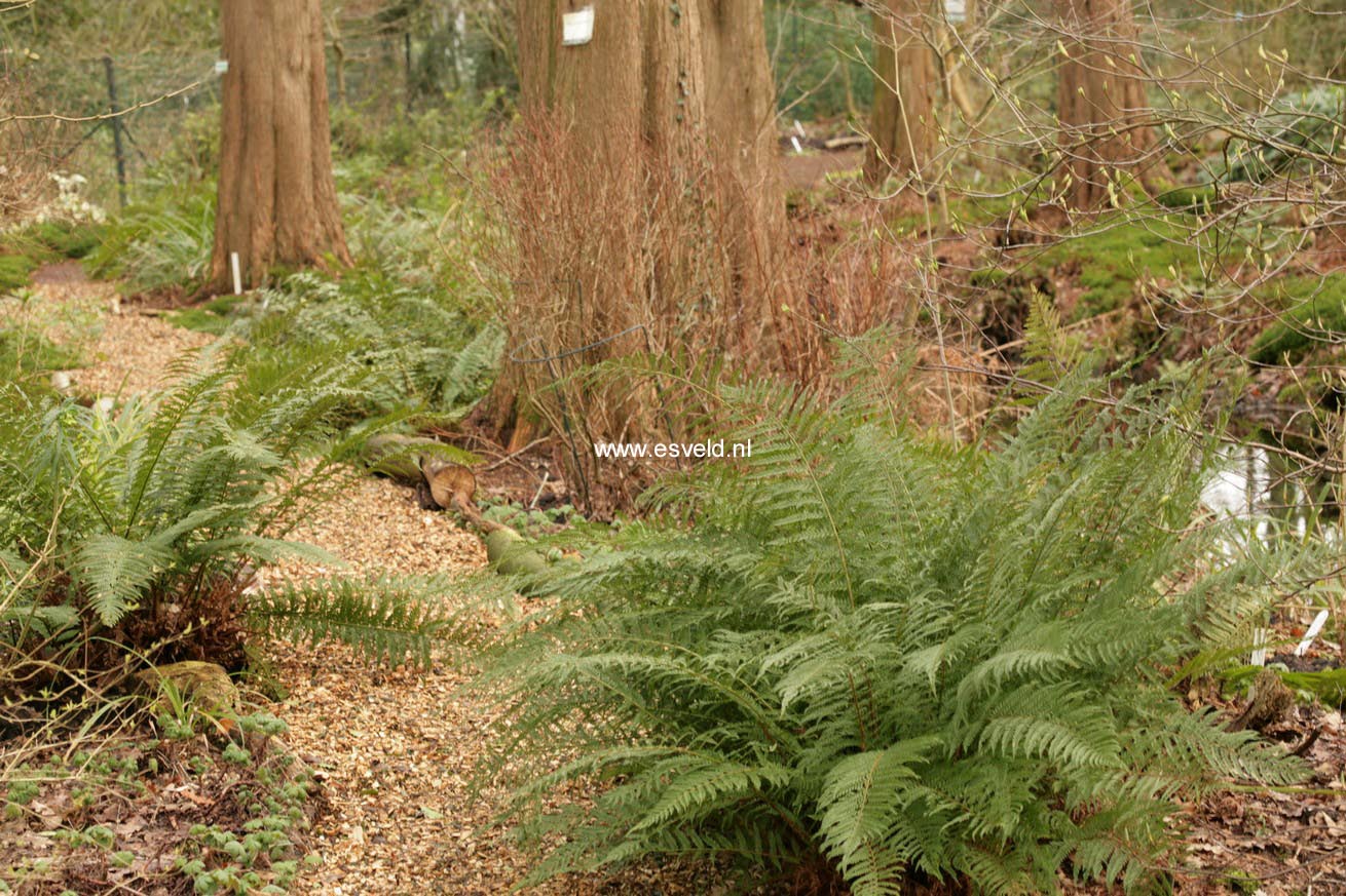 Polystichum setiferum 'Pulcherrimum Bevis'