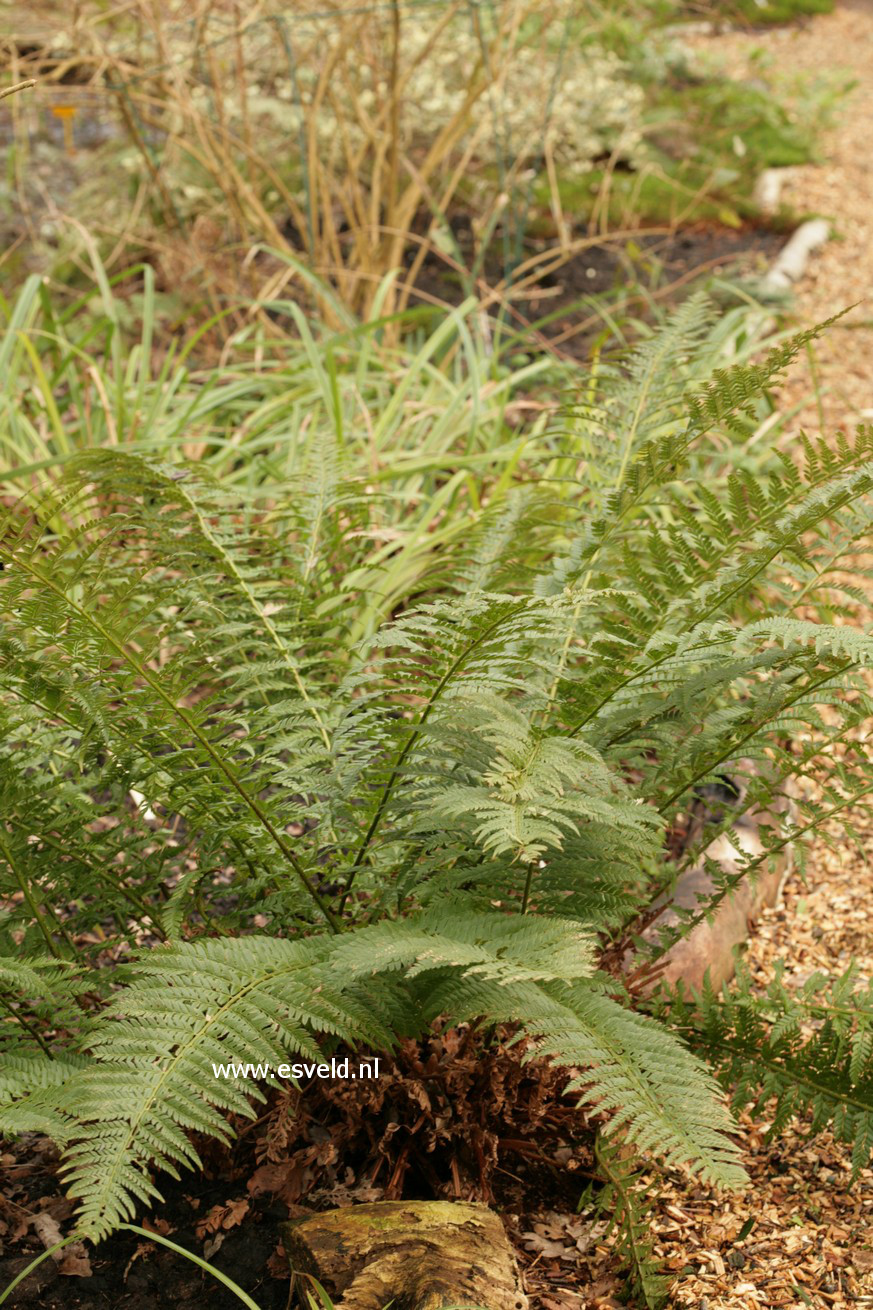 Polystichum aculeatum