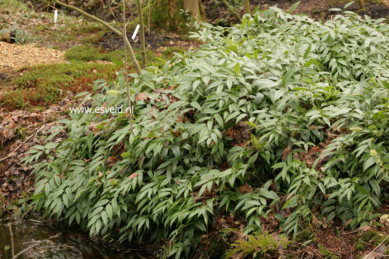 Leucothoe fontanesiana