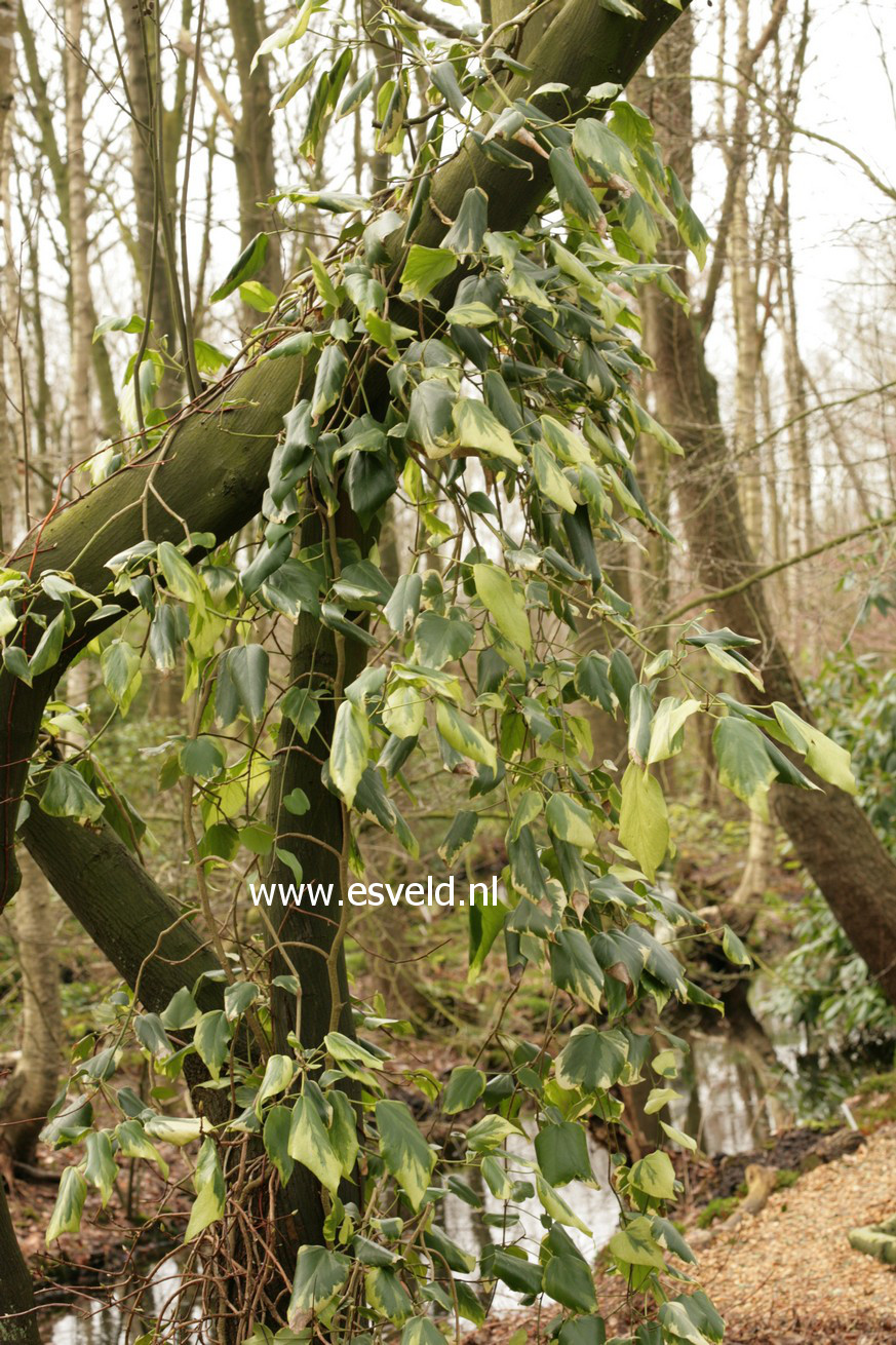 Hedera colchica 'Dentata Variegata'