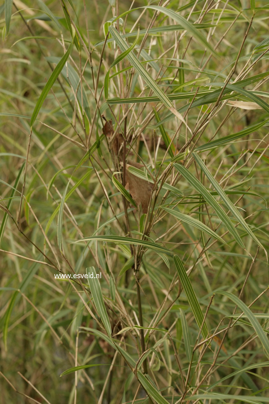 Pleioblastus variegatus