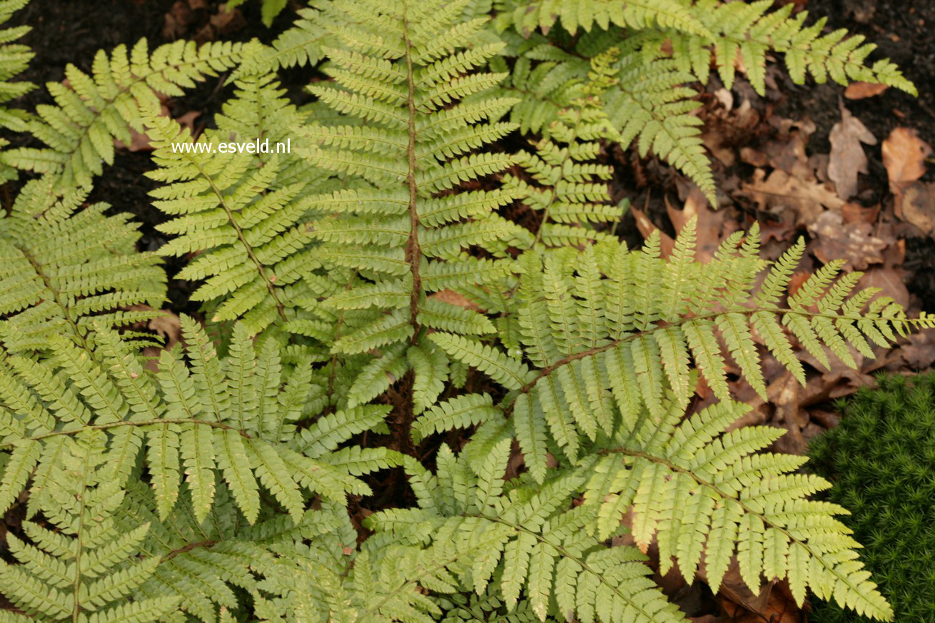 Polystichum polyblepharum