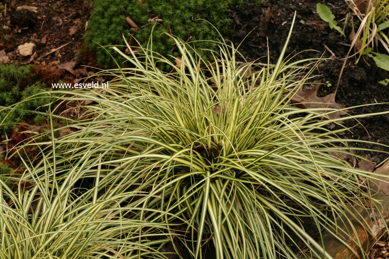 Carex oshimensis 'Evergold'