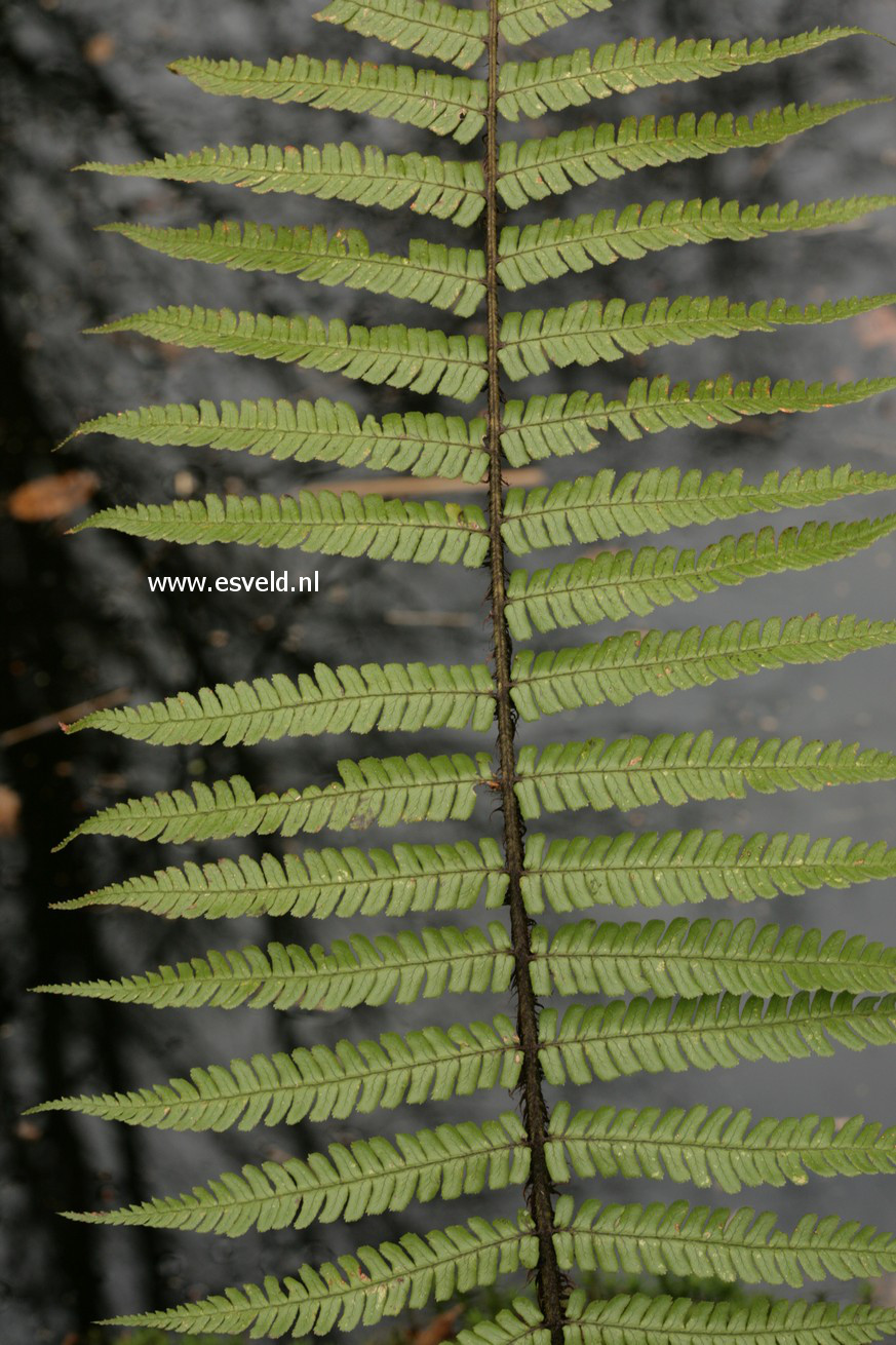 Dryopteris wallichiana