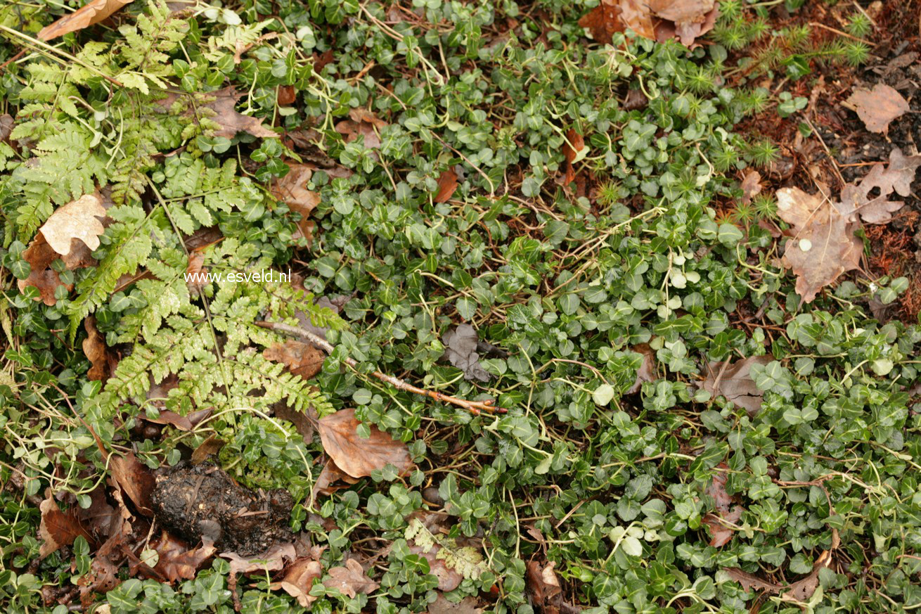 Mitchella repens