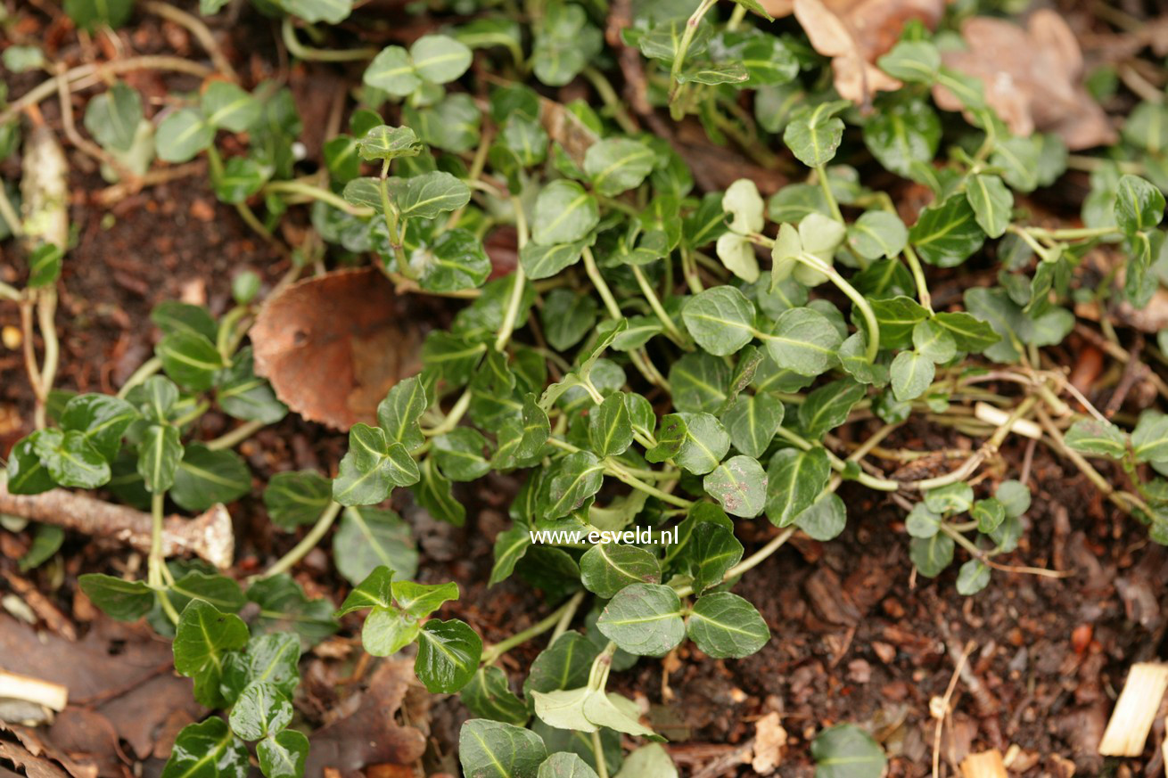 Mitchella repens