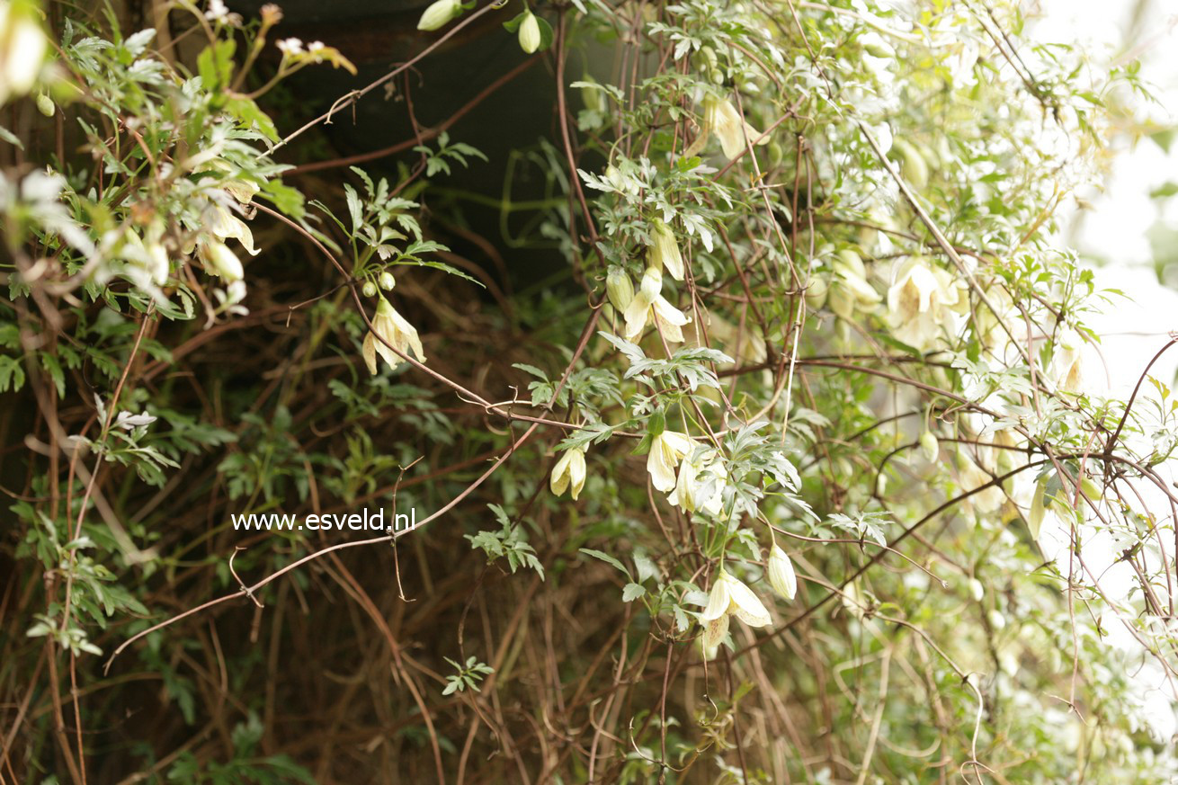Clematis cirrhosa var. balearica