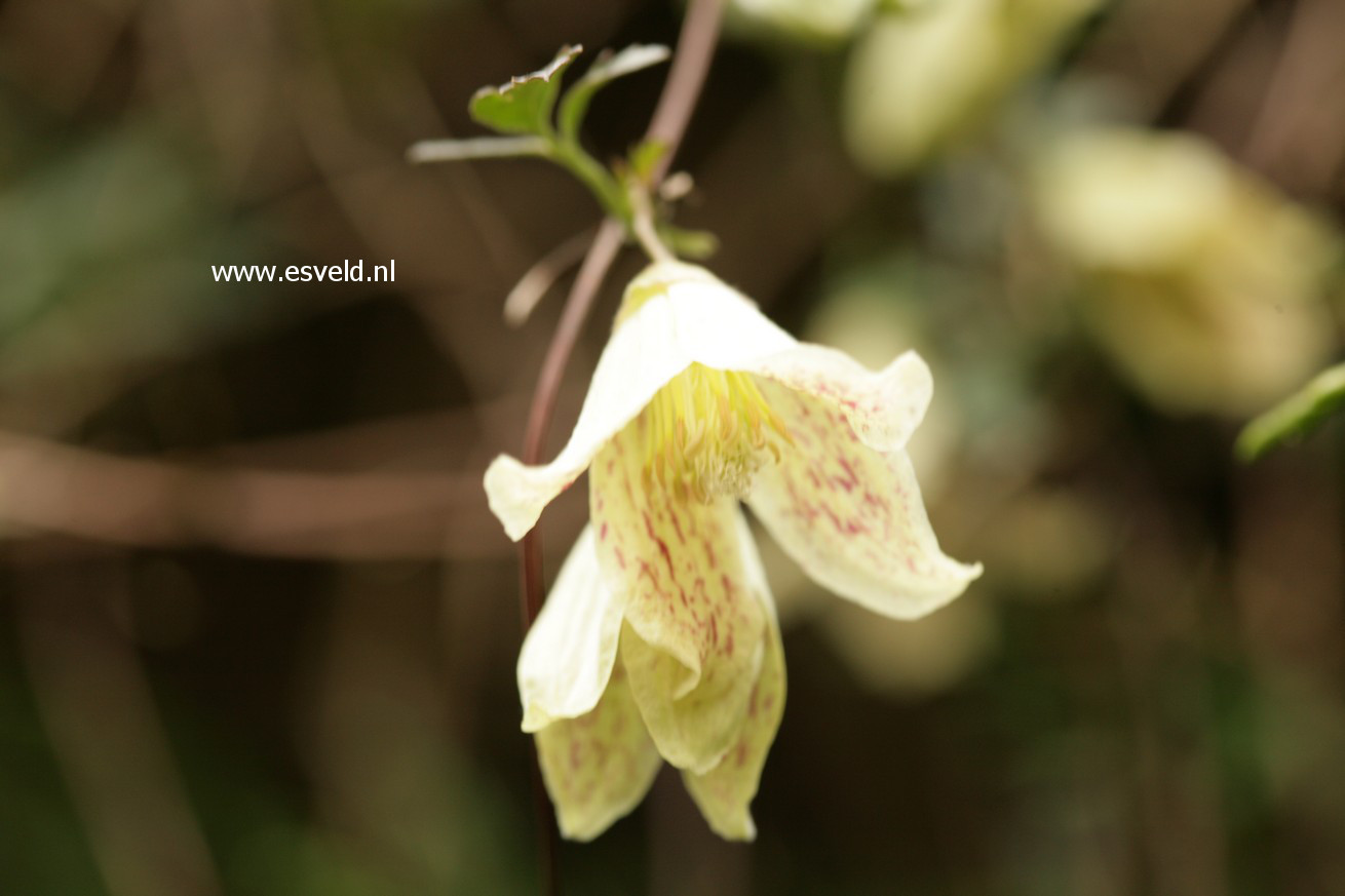 Clematis cirrhosa var. balearica