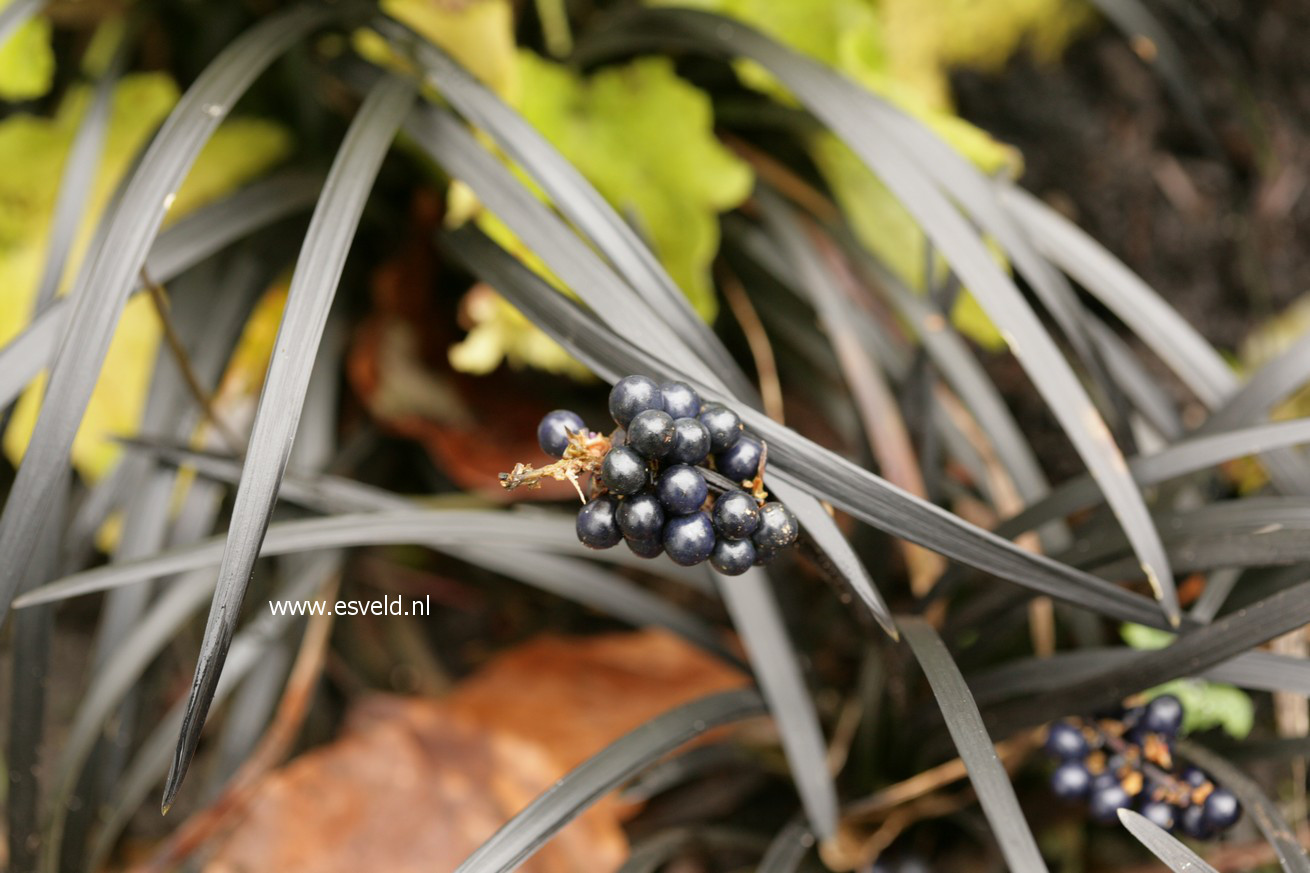 Ophiopogon planiscapus 'Niger'