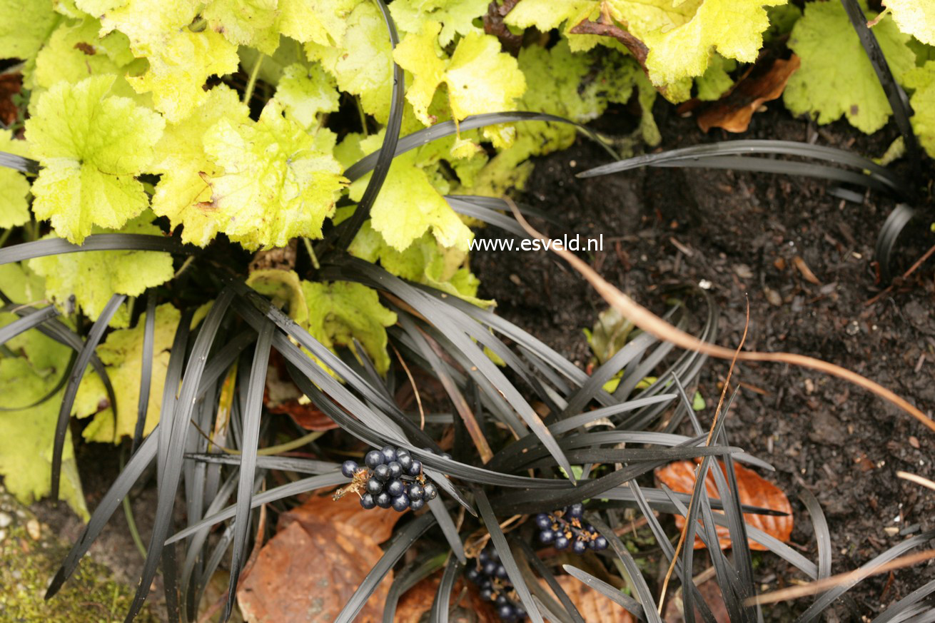 Ophiopogon planiscapus 'Niger'