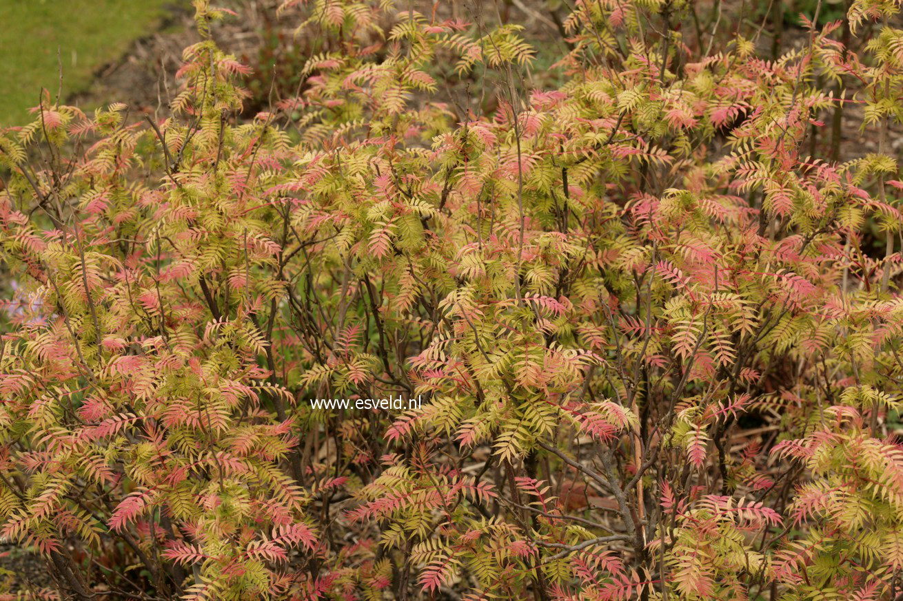 Sorbaria sorbifolia 'Sem'