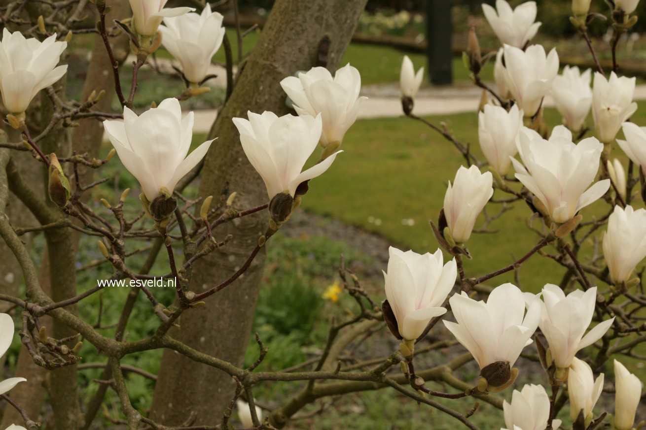 Magnolia soulangeana