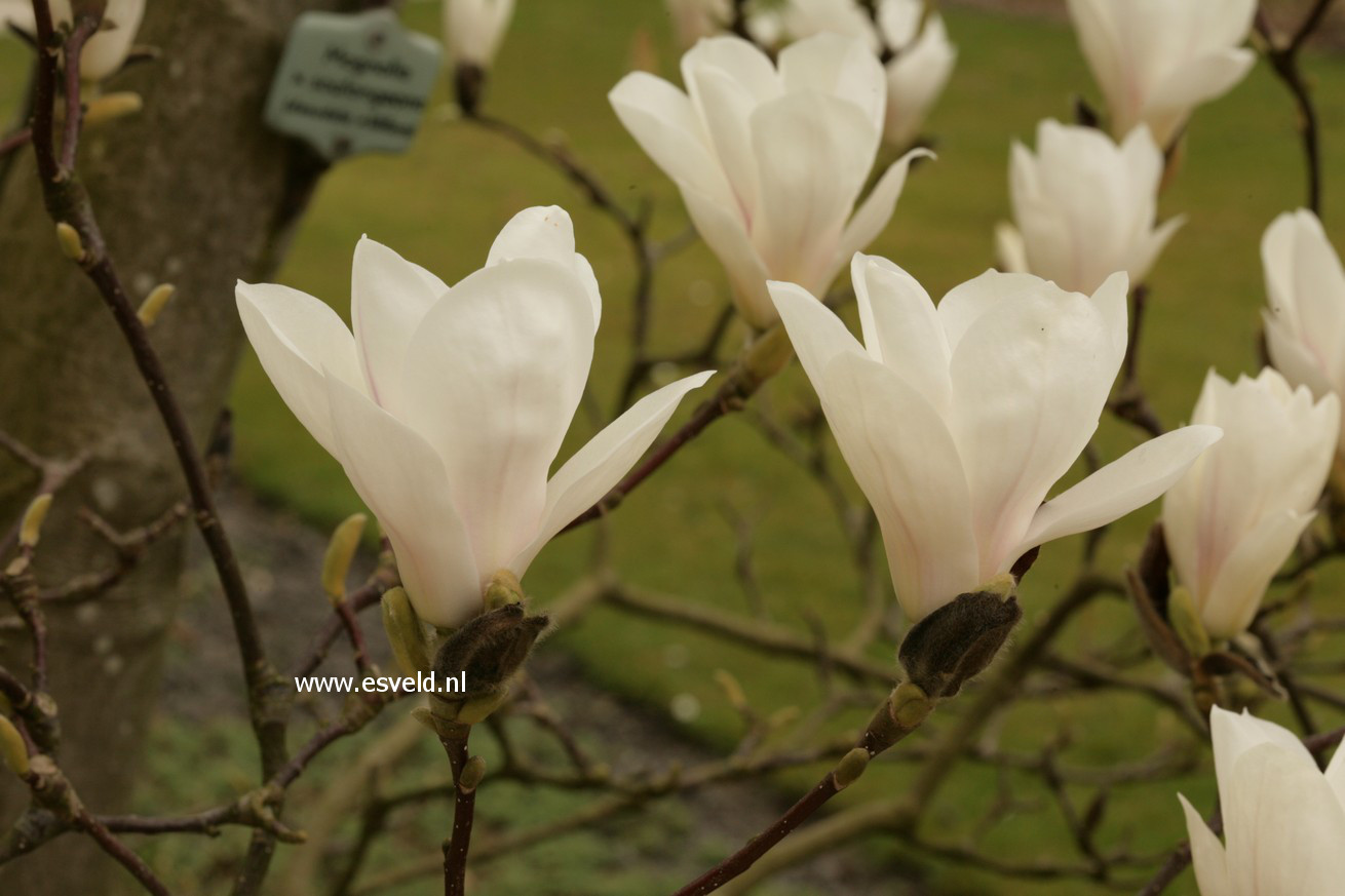 Magnolia soulangeana