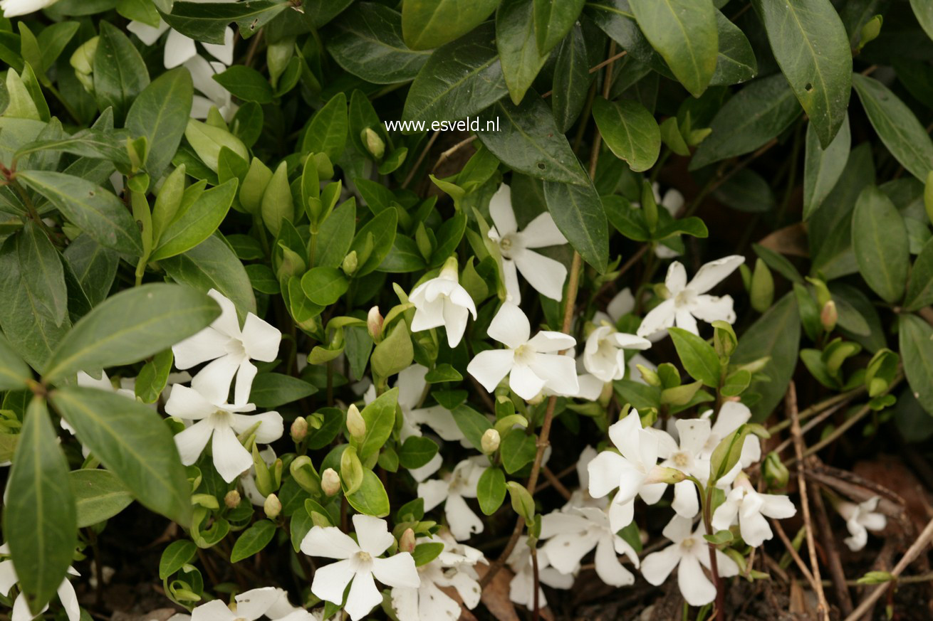 Vinca minor 'Gertrude Jekyll'