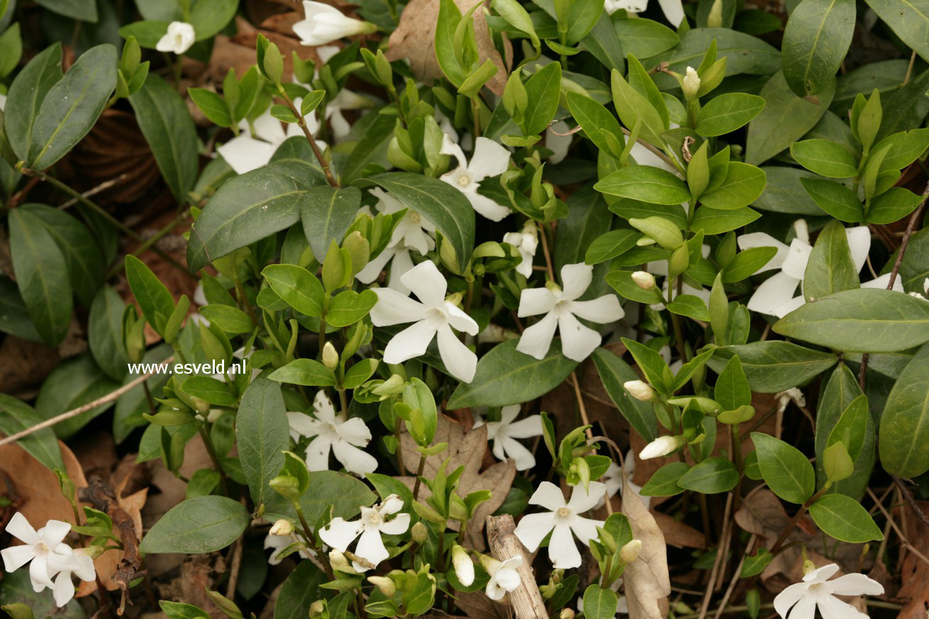 Vinca minor 'Gertrude Jekyll'