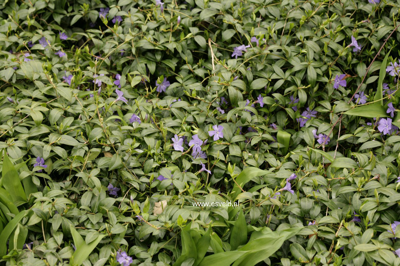 Vinca minor