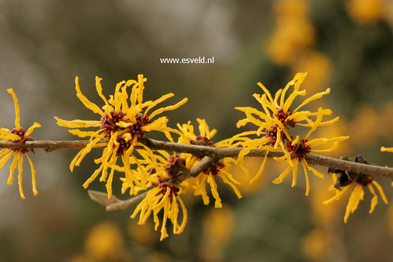 Hamamelis intermedia