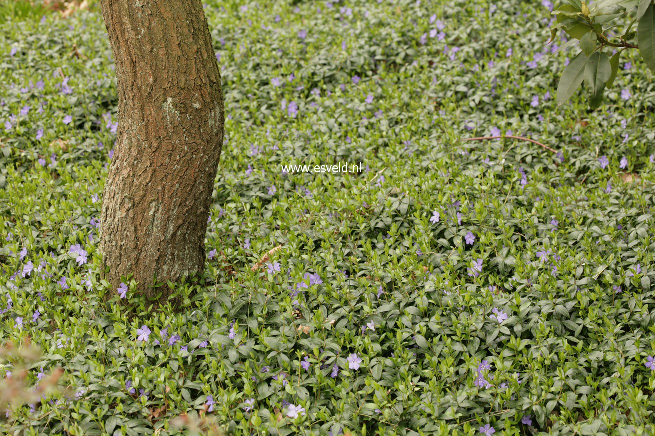 Vinca minor
