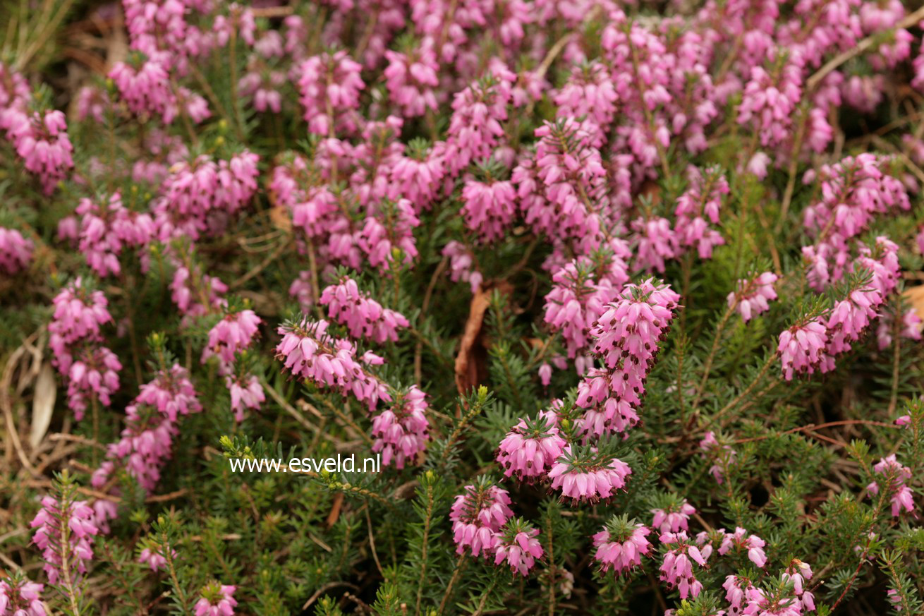 Erica carnea 'Winter Beauty'